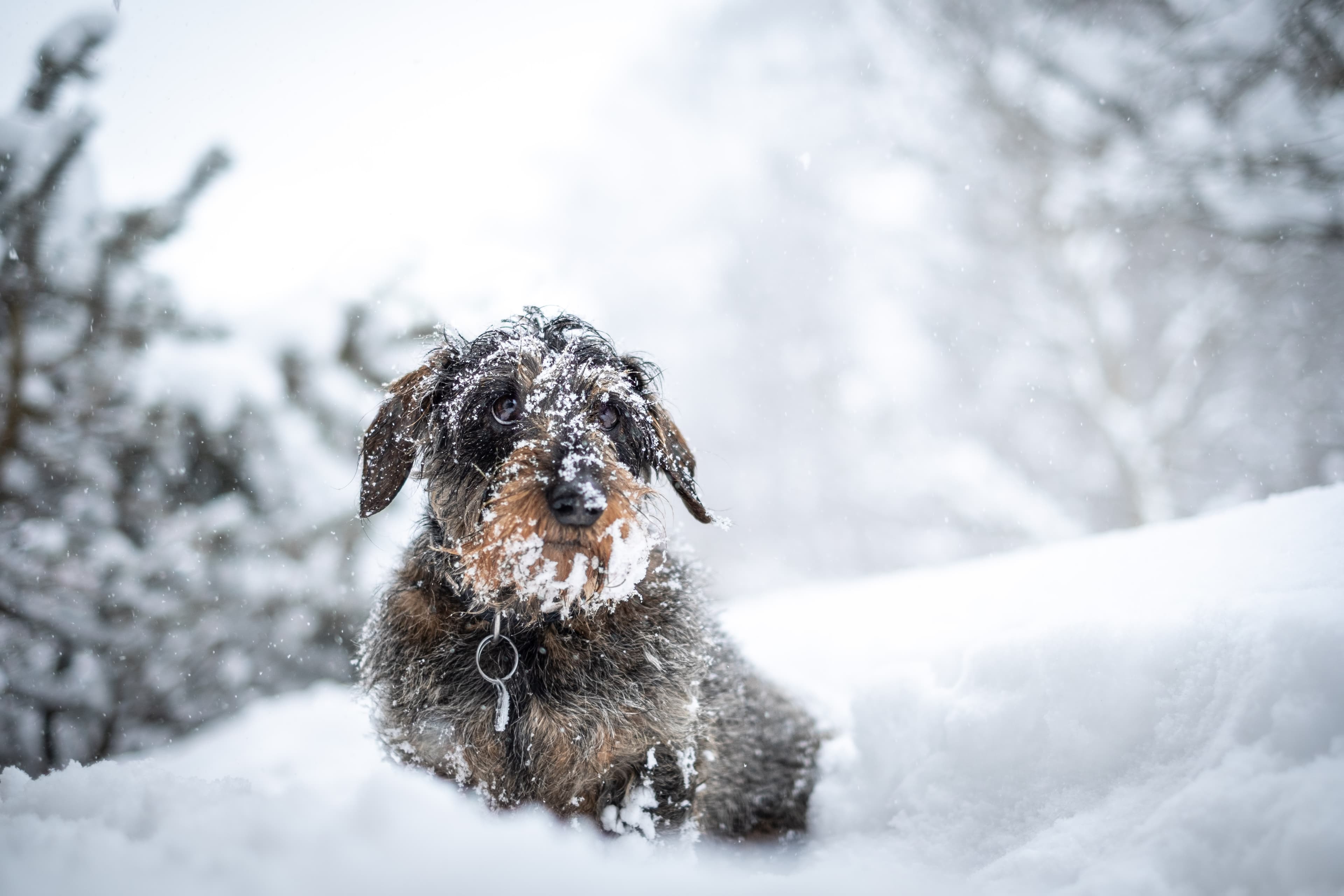 Hund im Schnee